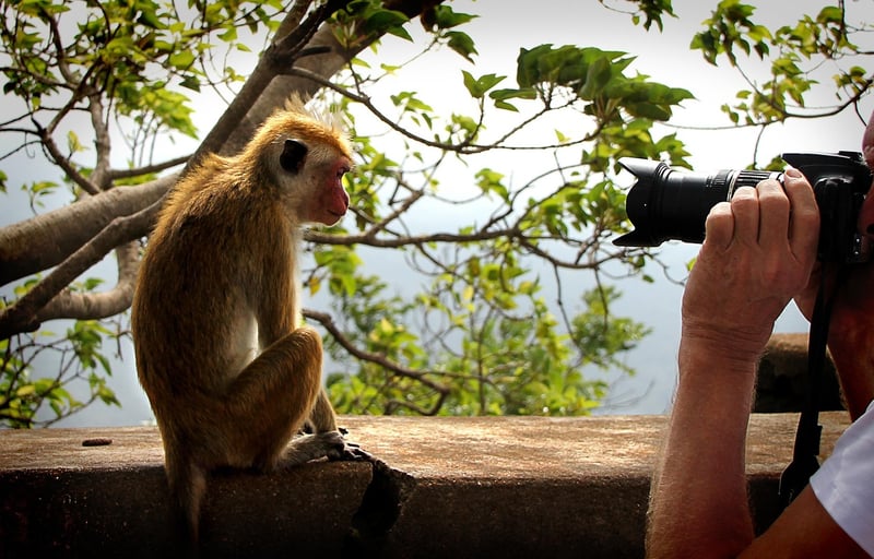 Paparazzi capturing celebrities